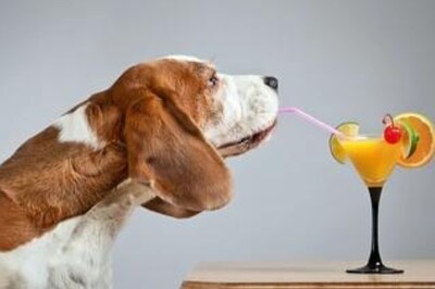 3 Refreshing Dog-Friendly Drinks for a Pawsome Summer