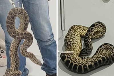 Man Smuggling 10 Anacondas From Bangkok Arrested At Bengaluru Airport