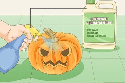 How to Keep Squirrels from Eating Pumpkins