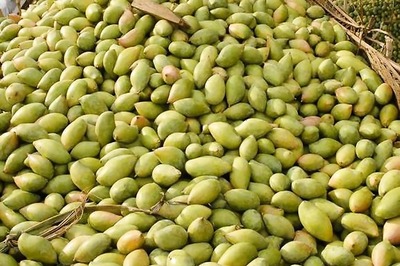 Andhra Pradesh's Banganapalle Mango Gets Geographical Indication Registration