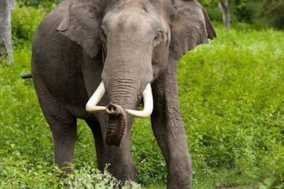 In North Bengal, Elephant Wreaks Havoc, Destroys Shops and Farmlands