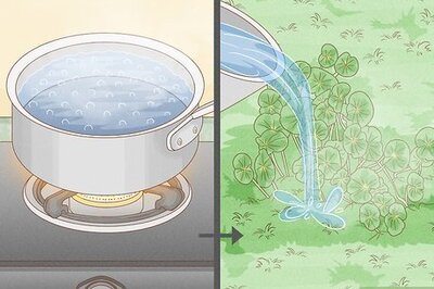 How to Kill Dollar Weed