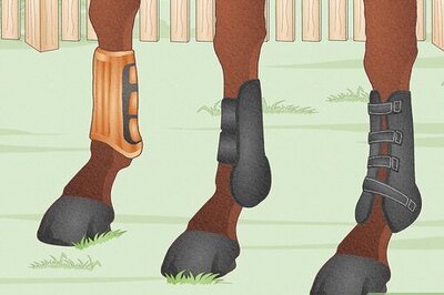 How to Fit a Horse for Support Boots