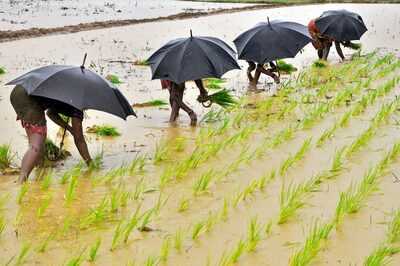 Science-Wise: Monsoon Bounty for India Signals Positive Growth, But Erratic Rains May Still Play Dampener