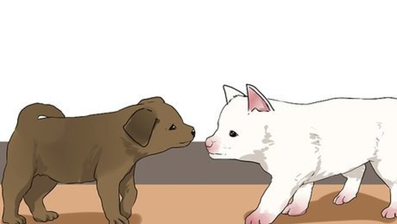 How to Socialize a Puppy from a One Pup Litter
