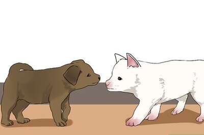 How to Socialize a Puppy from a One Pup Litter