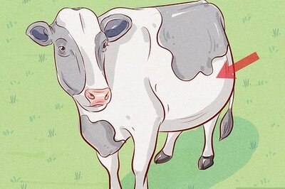 How to Treat and Prevent Bloat in Cattle