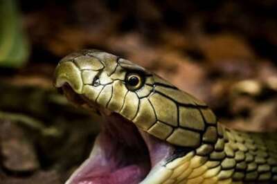 FIR Against Elvish Yadav: What Are Rave Parties And Why People Use Snake Venom | Explained