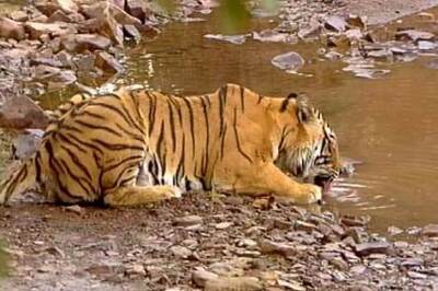 Amangarh Tiger Reserve reserve makes special arrangements to combat heat wave