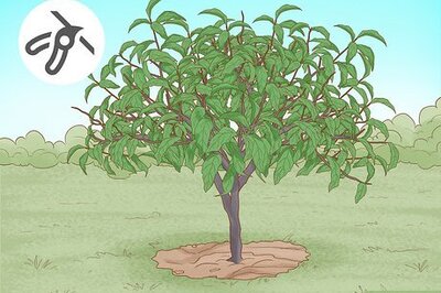 How to Prune a Peach Tree