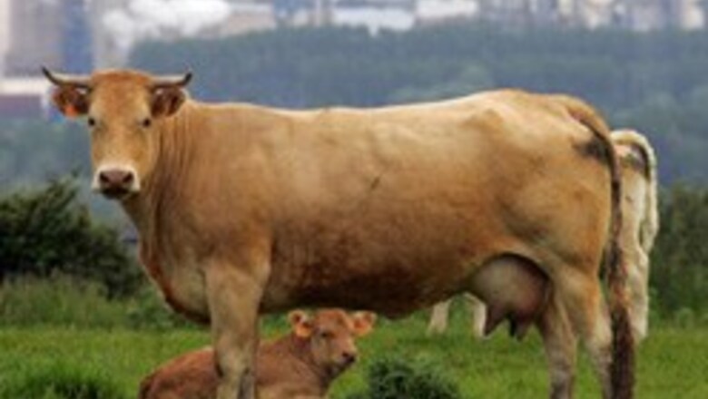Forget horse power, cars may run on cow power