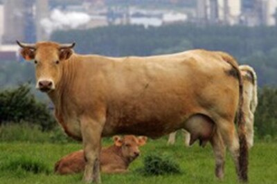 Forget horse power, cars may run on cow power