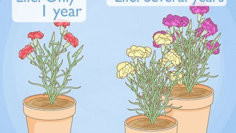 How to Help Carnations Make a Comeback