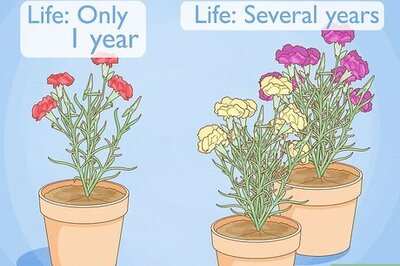 How to Help Carnations Make a Comeback