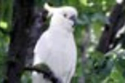 Boogie birdie: Animals shown to 'dance' to music