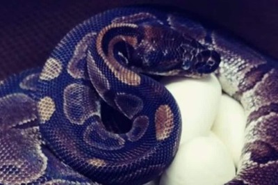 Man Explains Why He Once Tried To Get 'Eaten Alive' By Snake