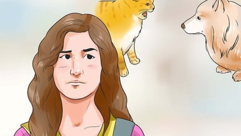 How to Make Your Dog Like Your Cat