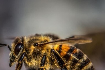 Little Girl Complains About Monster In Room And The Parents Found 50,000 Bees In The Wall