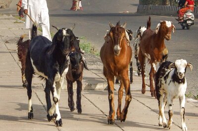 Chennai Brothers Held for Stealing Goats to Fund Father's Movie Starring Them in Lead Roles