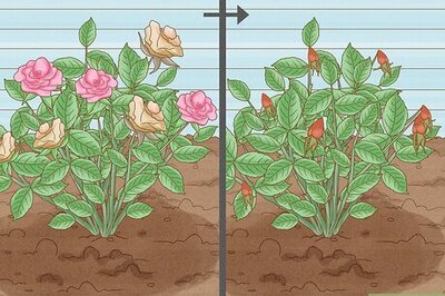 How to Grow Roses from Seed