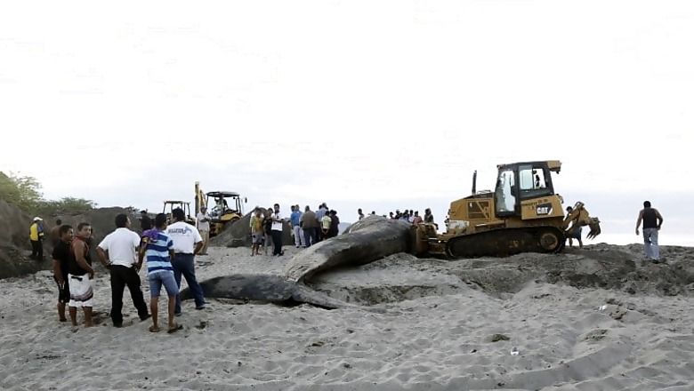 42-feet-long blue whale washed ashore in Alibaug, dies