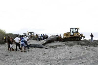 42-feet-long blue whale washed ashore in Alibaug, dies