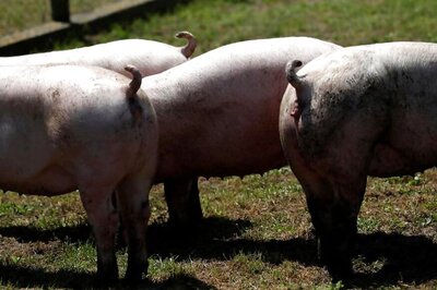 Hong Kong to Cull 6,000 Pigs as First African Swine Fever was Detected