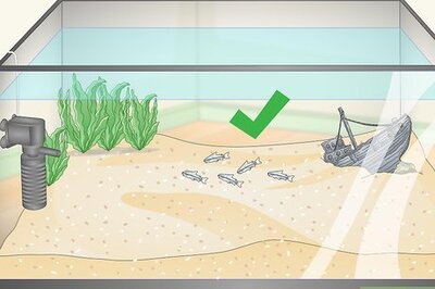 How to Determine Which Breed of Corydoras is Best for Your Aquarium