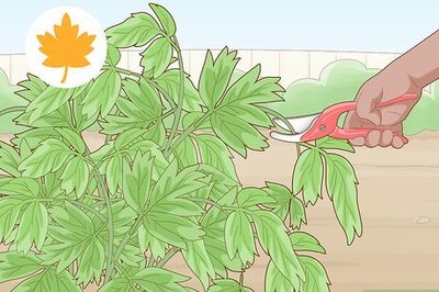 How to Trim Peony Bushes