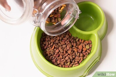 How to Care for Long Haired Cats