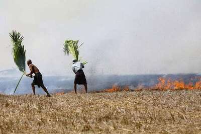 Punjab to Stop Paddy Straw Burning From This Year: HC on Air Pollution