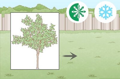 How to Plant a Pear Tree