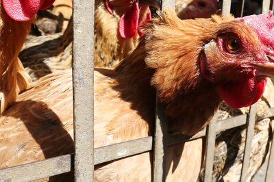 China's Henan Reports First Human Case Of H3N8 Bird Flu