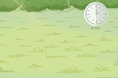 How to Prepare the Soil for Tomato Plants