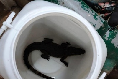 Baby Crocodile Found Swimming in BMC Pool in Mumbai; Reptile Handed Over to Forest Dept