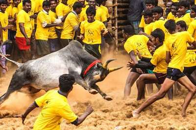 Tamil Film on Bull Taming Sport 'Jallikattu' Hits Censor Board Roadblock