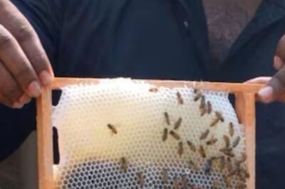 In Tamil Nadu's Nagercoil, Free Beekeeping Training Camp Organised For Farmers