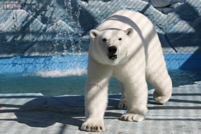 Mythical yeti could be descendants from ancient polar bear: Scientists