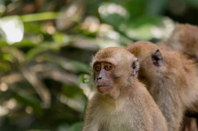 UP: 'Monkey Attack' Foils Man's Bid To Rape Six-Year-Old Girl In Baghpat, Accused On The Run