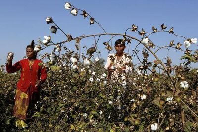 GM cotton row esclates, India 'not scared' if Monsanto leaves