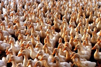 Armed with 'Duck Army', China Comes to Pakistan's Rescue in Battling Locusts