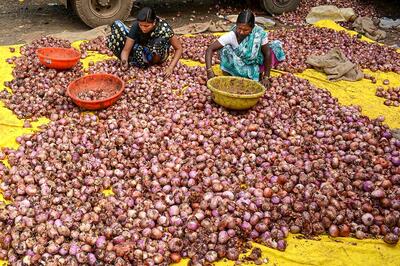Govt Bans Export of Onion Seeds Amid Rising Prices in Domestic Markets