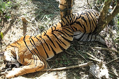 More than 2,300 Tigers Killed and Trafficked Since 2000, Says Report