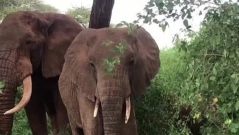 Caught on CCTV, Elephant Breaks Kitchen Wall in Search of Food in Tamil Nadu's Masinagudi