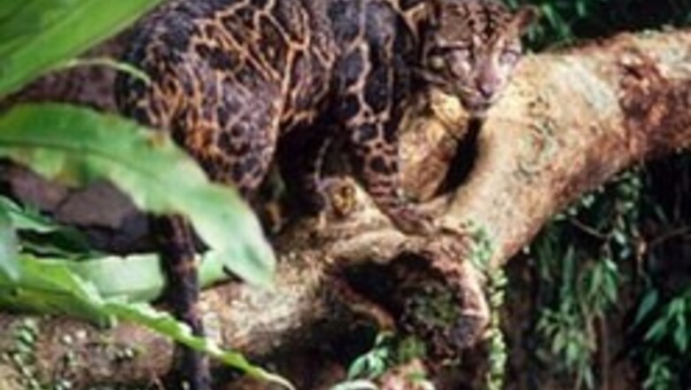 New leopard species found in Borneo