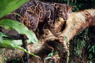 New leopard species found in Borneo