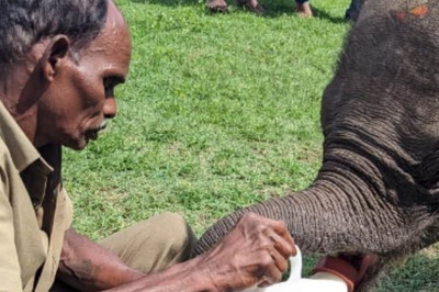 Abandoned By Mother, Baby Jumbo Rescued By Tamil Nadu Forest Officials