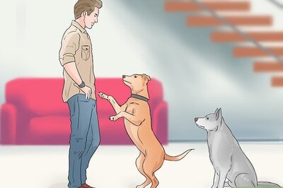 How to Identify and Correct Unwanted Dog Behaviors
