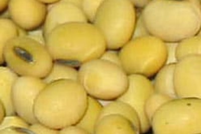 Soy intake staves off prostate cancer