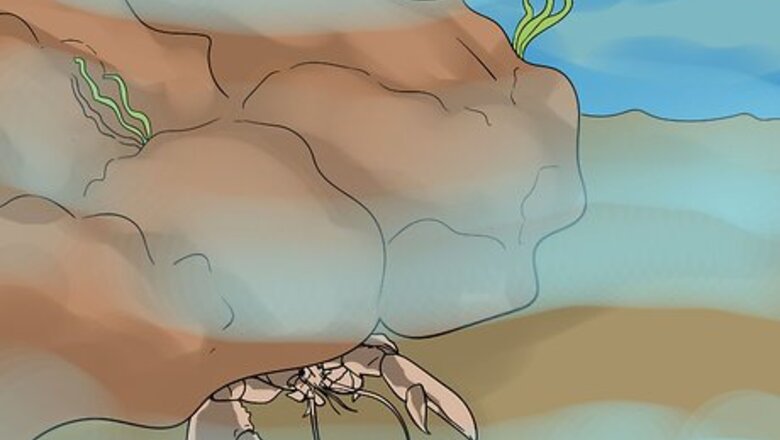 How to Safely Free Dive for Lobster